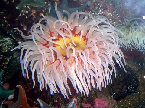 http://www.perekop.info/wp-content/uploads/actinia-equina-black-sea.jpg