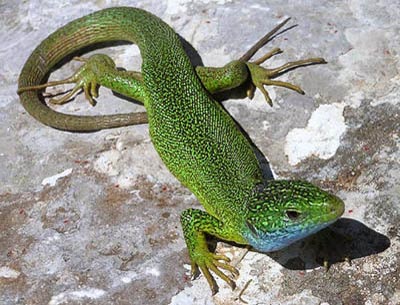 http://www.perekop.info/wp-content/uploads/crimean-lizard-01.jpg